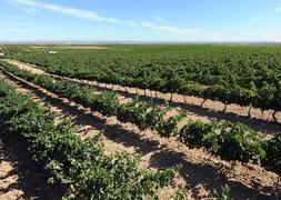 Los viticultores actuarán contra las bodegas que no paguen precios justos