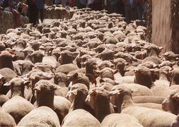 La VI Fiesta de la Trashumancia contará con un recorrido desde Peña Hincada a la Venta Piqueras