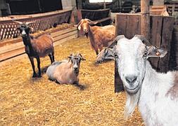 El cabrito riojano huye del lobo