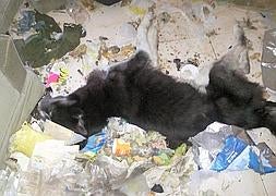 "Llevaba semanas muerto y pesaba sólo cinco kilos", denuncia la protectora