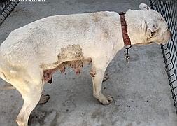 Uno de los perros encontrados en la perrera ilegal / G.C.