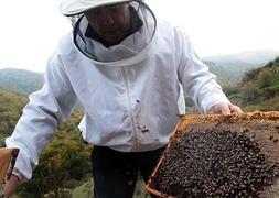 Miel que sana, abejas que enferman