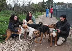 Algunos de los perros que ha alojado hasta ahora el recinto de Animales Rioja en el Camino Viejo de Alberite. / SONIA TERCERO