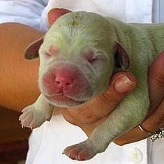 Nacen dos perros verdes en Valladolid