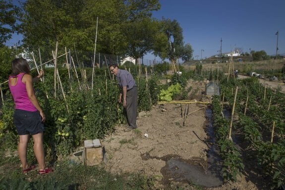 Algunos huertanos encuentran agujeritos que achacan a topillos./