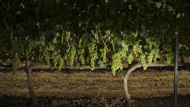 Rioja espera una gran cosecha