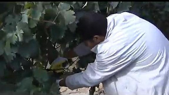 Abdelkhalek Benserya, durante la recogida de la uva. 