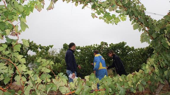 Varios agricultores, en una viña de Aldeanueva de Ebro. 