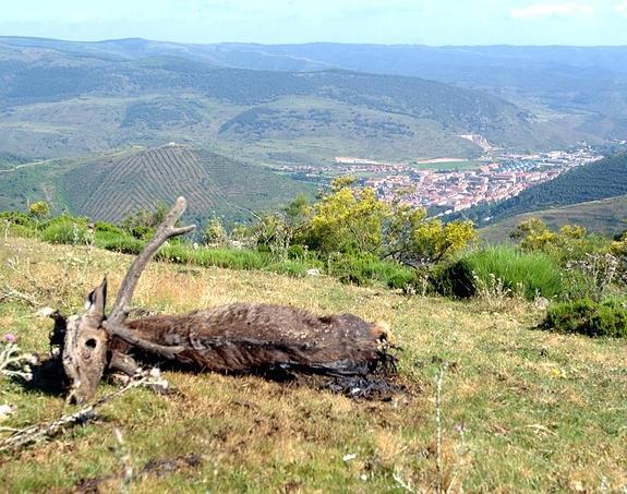 Cadáver de un ciervo muerto por sarna hallado en un monte de las inmediaciones de Ezcaray. 