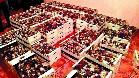 Boletus intervenidos por la Guardia Civil en Burgos. 