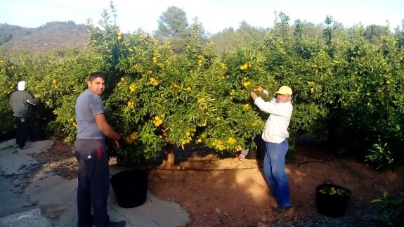 Dos agricultores recogen las mandarinas que se distribuirán con su ejemplar del periódico. 