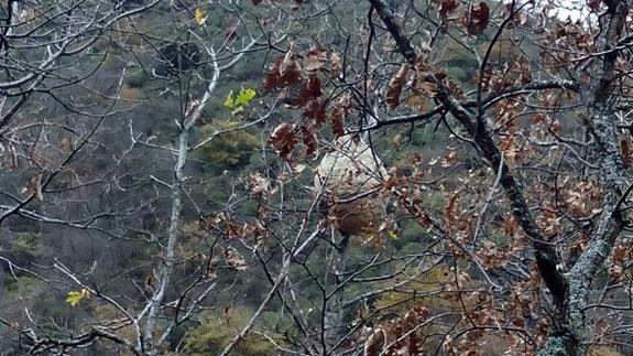 Primer nido de avispa asiática encontrado en La Rioja.