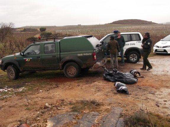 Policía Local de Haro, Seprona y Medio Ambiente acudieron hasta el lugar donde aparecieron los animales muertos. 