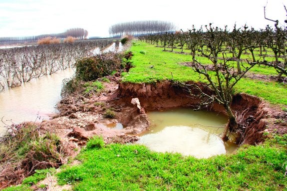 La riada ha 'mordido' terrenos en varias fincas, arrastrando consigo los frutales existentes, como muestra la imagen. :: ernesto pascual