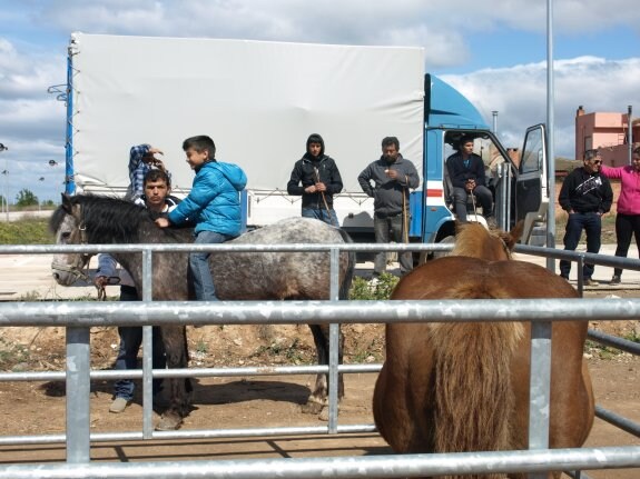 Muestra de ganado en la feria de San Marcos de 2014. :: m.f.