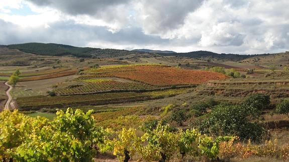 La UNESCO descarta por ahora el Paisaje del Viñedo como Patrimonio de la Humanidad