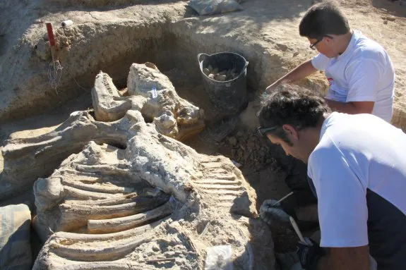 Un equipo de expertos paleontólogos y de voluntarios de la zona trabajan desde hace diez días en el hallazgo, que deja el fósil más completo de la especie en España. :: e.p.