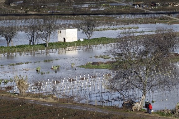 Viñedos anegados por efecto de la crecida del Ebro, el pasado 1 de febrero, en fincas del entorno de Cenicero. :: justo rodríguez