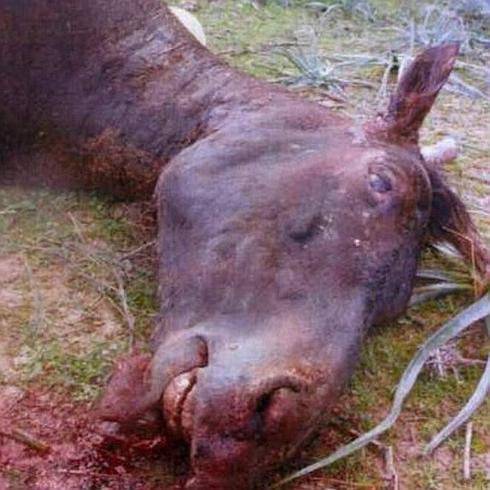 Foto del cadáver del caballo molido a palos por su dueño. 