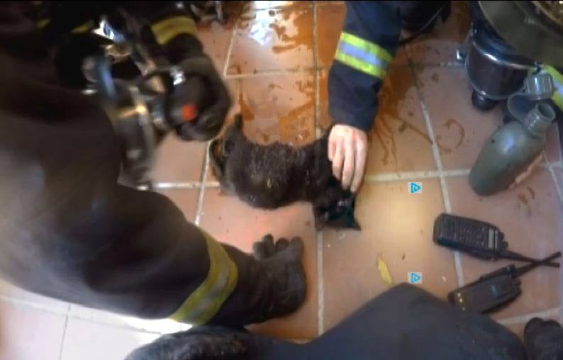 Los bomberos reaniman a un gato. 