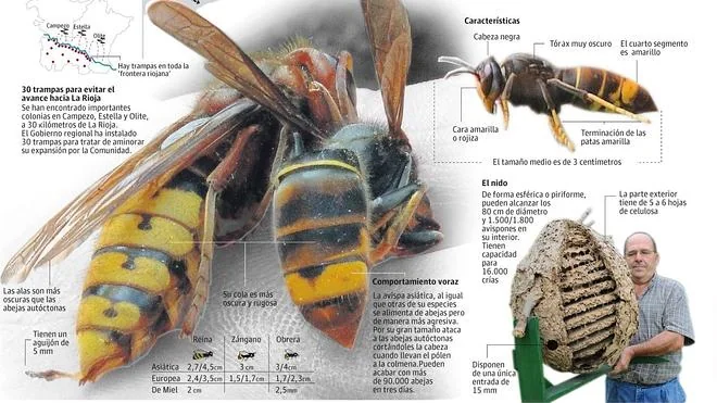 La avispa asiática amenaza las colmenas riojanas