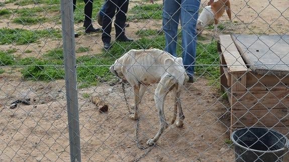 En un 'Guantánamo' canino