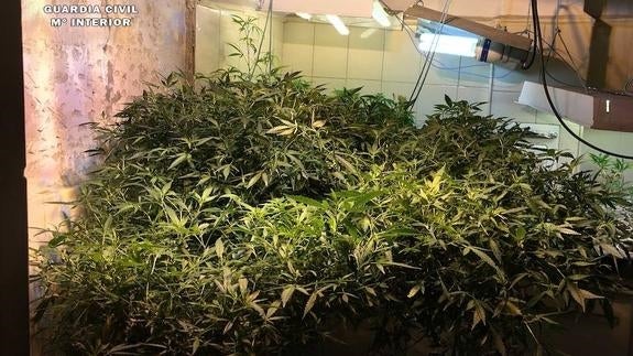 Un agente detiene al presunto productor de marihuana. 
