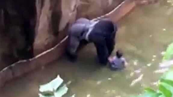 Matan a un gorila en un zoo tras caer un niño al foso