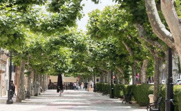 El paseo del Espolón acoge hoy la primera de las cuatro películas que se proyectarán en la calle. :: albo