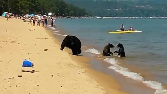 Una familia de osos se baña el lago Tahoe (EEUU)