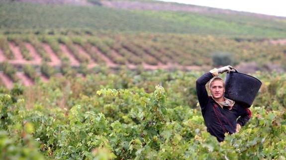 Cáritas hará un seguimiento del número de menores en los asentamientos de temporeros