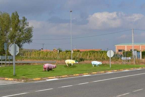 Los tres cerdos supervivientes, en la isleta de la carretera. :: 