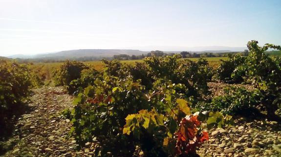 Viñedo donde se produjo el robo en Torremontalbo. :: gasco