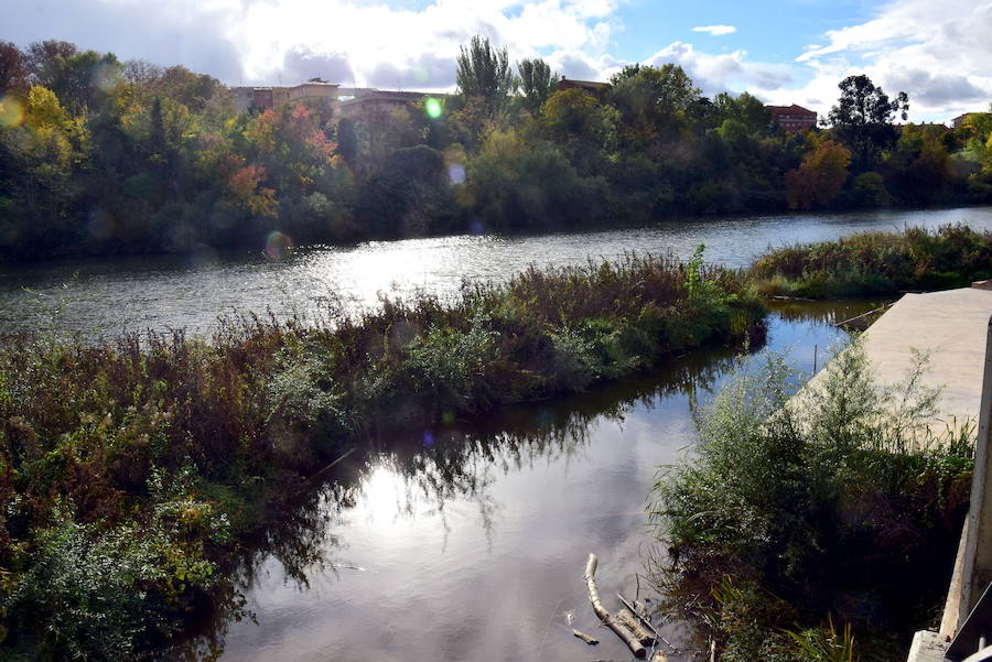 Crecimiento de la masa vegetal en el entorno del embarcadero de Logroño. 