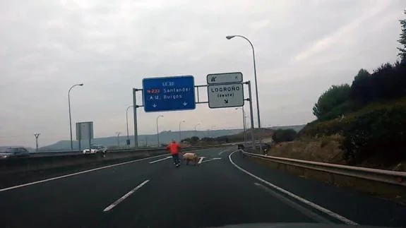 Imagen del cerdo escapando de su dueño por medio de la carretera. 