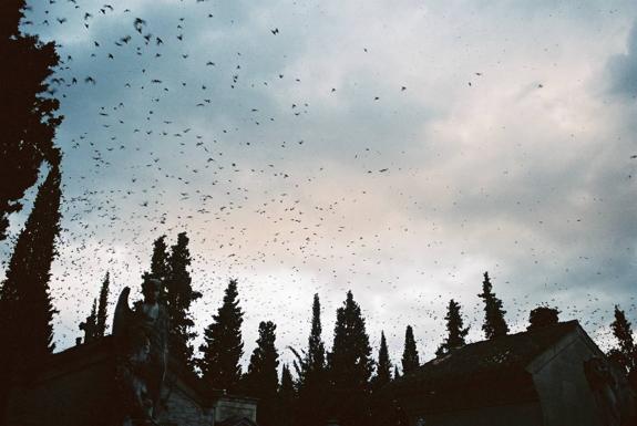 Bandada de estorninos sobrevolando la zona del cementerio de Logroño. :: sturnus control