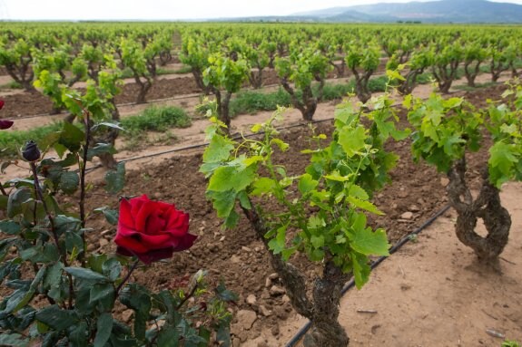 Integración. La D.O.Ca. Rioja participará activamente en este programa solidario donde la gastronomía tendrá un papel relevante en favor de la integración laboral. :: justo rodríguez
