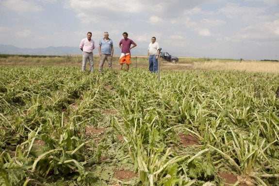 Daños en diferentes cultivos en Hormilla por la tormenta y la piedra caída en la tarde del 16 de julio.  :: Sonia Tercero