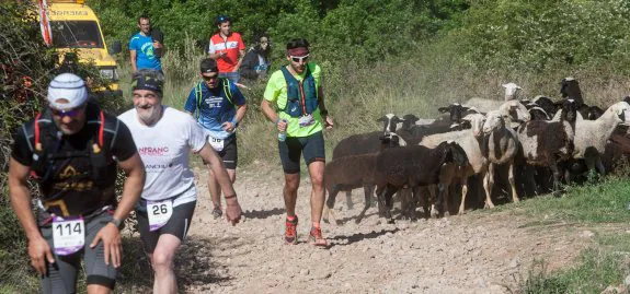   Naturaleza. Un rebaño de ovejas se cruzó al paso de los corredores en la etapa de ayer. Iván Herrera (114) y Luis Navas (26) en primer término.