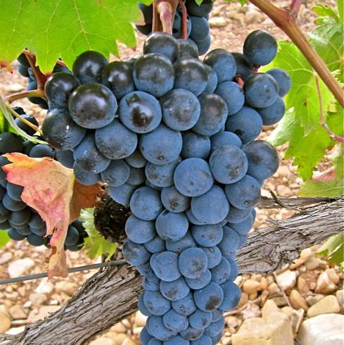 Baños invita a redescubrir la Garnacha, una variedad «denostada»