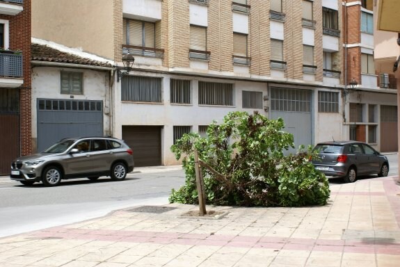Árbol roto en la calle Arrabal de la Estrella. :: F. D.