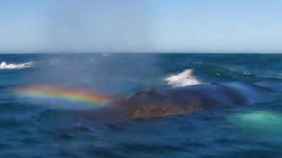 La ballena que lanza un arcoiris