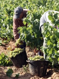 Vendimia de uva blanca en Aldeanueva de Ebro./ DÍAZ URIEL