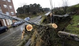 Árboles caídos en el Parque de los Enamorados de Logroño./ J.R. Labores de arreglo en la pasarela de La Cava./ J. RODRÍGUEZ
