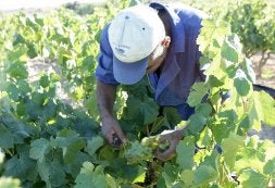 Un agricultor recoge uva blanca en una viña riojana. /L.R.