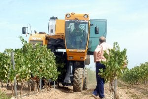 Una vendimiadora recoge la uva en los viñedos de la cooperativa de Aldeanueva de Ebro. /ALFREDO IGLESIAS