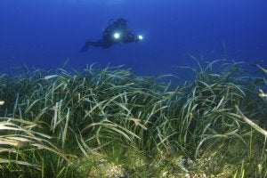 Una cámara de Oceana muestra una pradera marina que ha sobrevivido a la pesca de arrastre. / EFE