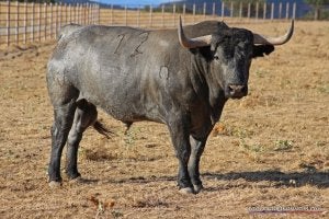 Urdiales tiene una cita en Bilbao