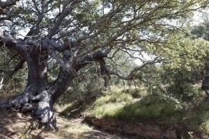 El Carrascal de Villarroya, un tesoro a cuidar entre todos