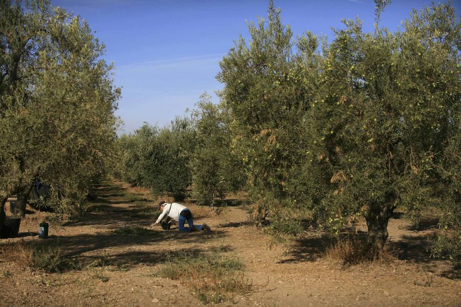 Las lágrimas de los olivos